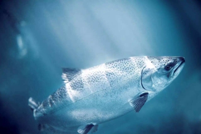 三文魚進口報關(guān)所需資料_進口三文魚報關(guān)費用