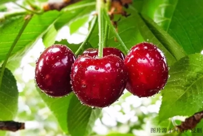 進口櫻桃報關(guān)清關(guān)流程_上海進口代理智利櫻桃網(wǎng)站