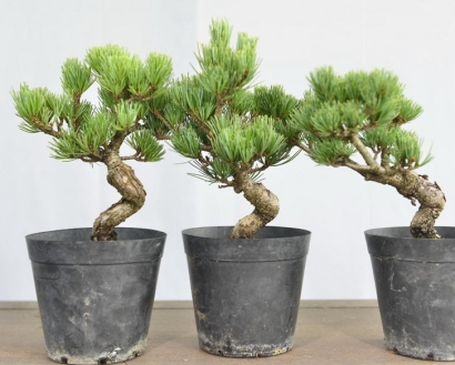 進口日本盆栽植物報關流程_活體植物進口通關手續(xù)