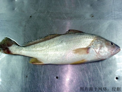 上海進(jìn)口印度叫姑魚(yú)清關(guān)流程_冷凍魚(yú)報(bào)關(guān)門到門