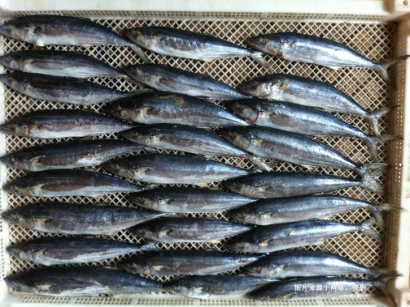 緬甸冷凍馬鮫魚進口報關(guān)流程及資料-快速安全通關(guān)