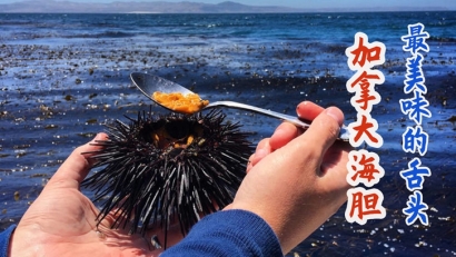 加拿大進(jìn)口海膽清關(guān)費(fèi)用多少錢(qián)？