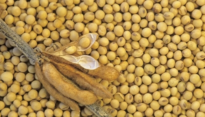 大豆進口清關(guān)費用大概多少-省時省力省錢