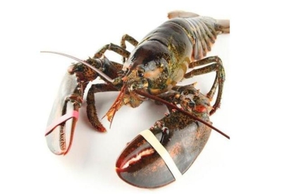 鮮活龍蝦進口清關(guān)流程及龍蝦進口報關(guān)資料