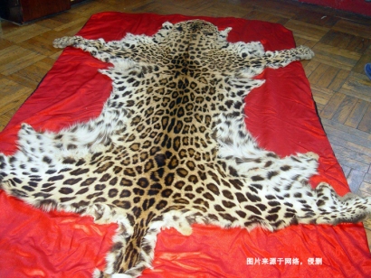 青島動物標本進口報關(guān)資料9樣_豹皮動物標本通關(guān)