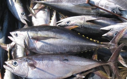 上海金槍魚(yú)進(jìn)口清關(guān)流程單證，金槍魚(yú)進(jìn)口關(guān)稅是這樣的