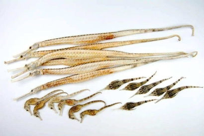 進(jìn)口泰國(guó)干海馬報(bào)關(guān)多少錢(qián)？動(dòng)物源性藥材報(bào)關(guān)資料