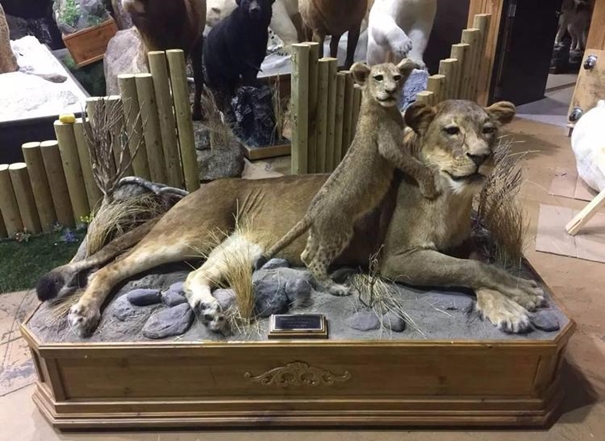 1637923071268910.jpg 進(jìn)口動(dòng)物標(biāo)本清關(guān)報(bào)關(guān)代理_副本.jpg